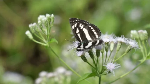Common Plain Sailor butterfly seeking nectar on Bitter bush or Siam weed blossom Stock Footage 145677377