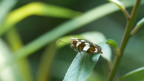 Common Plain Sailor resting on the leaf Video stock 74929323