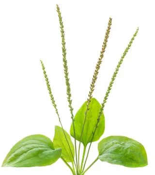 Common plantain Stock Photos