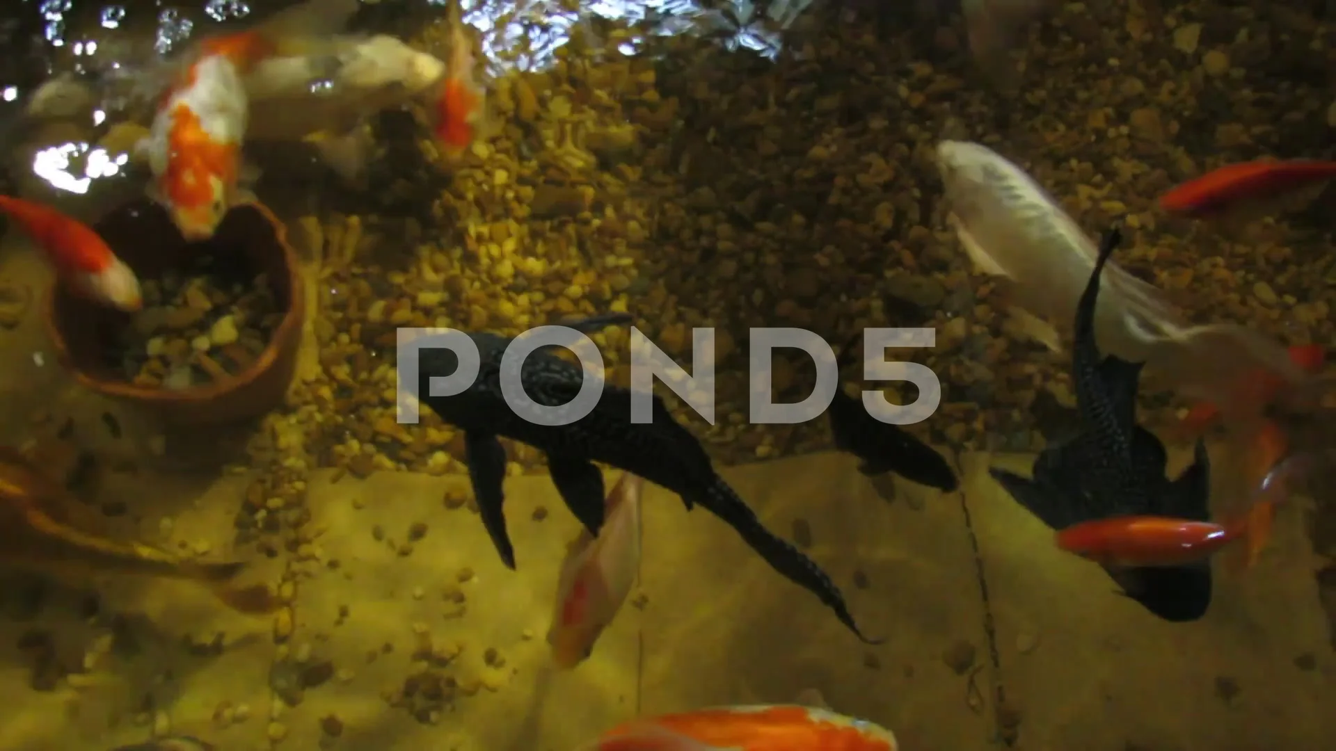 Pleco fish 2025 in pond