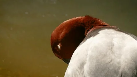 Common pochard (Aythya ferina) 库存影片 245582906