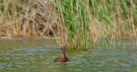  common pochard  close up Stock Footage 131244624