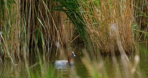  common pochard  close up Stock Footage 131244679