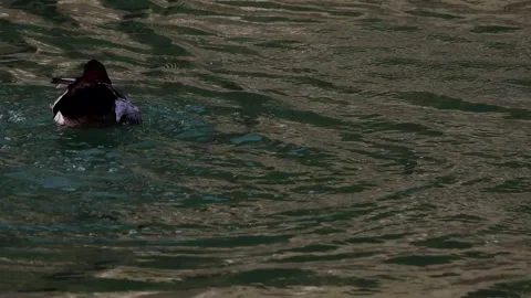 Common pochard duck bathing in winter river Stock Footage 328901750