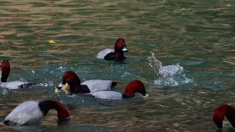 Common pochard ducks diving for food in winter river Stock Footage 328901654