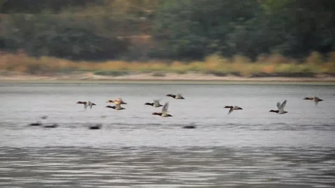 Common Pochard Ducks Flying Over Water - Aythya Ferina Vídeo Stock 219827357