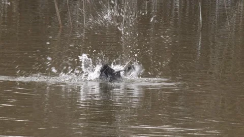 Common Pochard Stock Footage 331281981