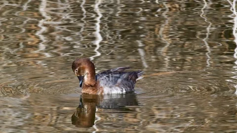 Common Pochard Stock Footage 331930780