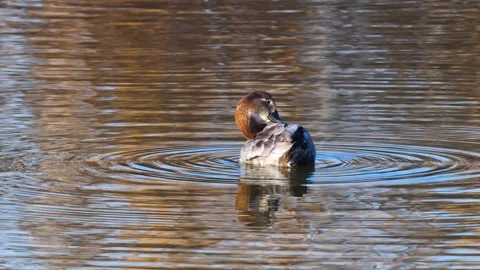 Common Pochard Stock-Footage 332613857