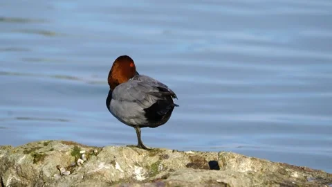 Common Pochard Vídeos de archivo 335028920