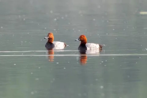 Common Pochard: Observing Its Current Behavior Stock Photos