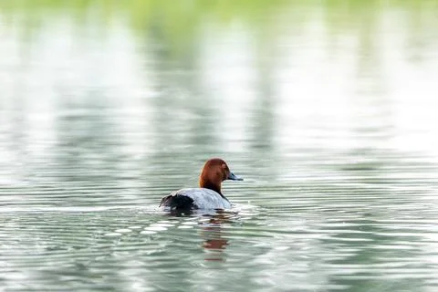 Common Pochard: Observing Its Current Behavior Stock Photos
