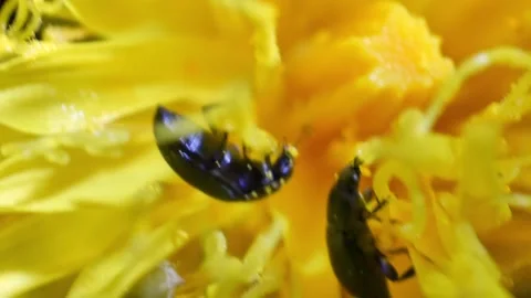 Common pollen beetle feeding Vidéo 276740766