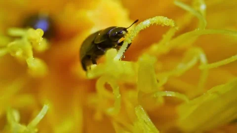 Common pollen beetle feeding Vidéo 276740773