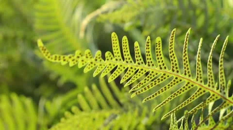 Common polypody (Polypodium vulgare) Stock Footage 13786352