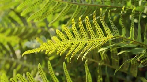 Common polypody (Polypodium vulgare) Stock Footage 13786480