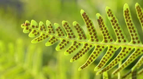 Common polypody (Polypodium vulgare) Stock Footage 13786668