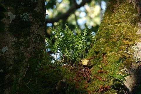 Common Polypody in a Tree Stock Photos