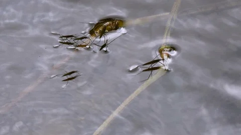 Common pond skater Stock Footage 119470887