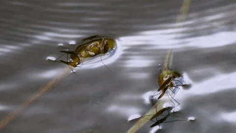 Common pond skater Stock-Footage 119471122