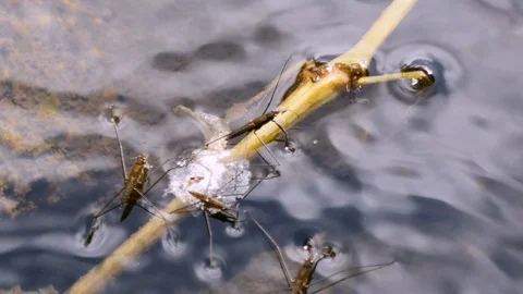 Common pond skater Stock Footage 119471242