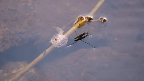 Common pond skater Stock Footage 119471388