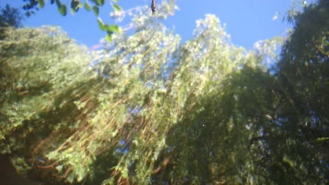 Common pond skater low angle underwater shot 4K Stock Footage 147612901