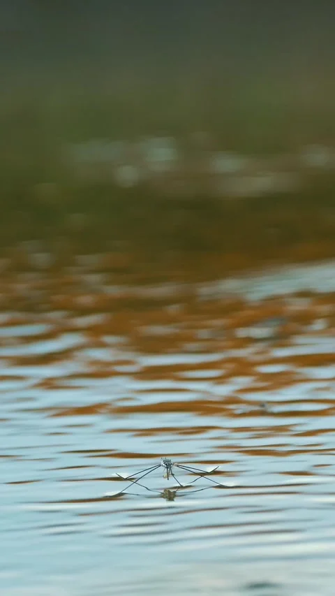 Common pond skater or common water strider slides above water in breeding season Stock Footage 313734411