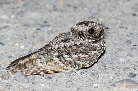 Common Poorwill at Night Stock Photos