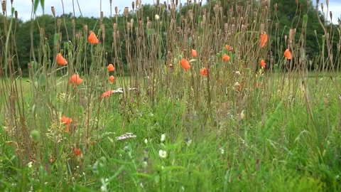 Common Poppies, with dead head seed capsules blowing in the wind, Scotland, UK Stock Footage 246802926
