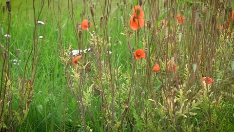 Common Poppies, with dead head seed capsules blowing in the wind, Scotland, UK Stock Footage 246802927
