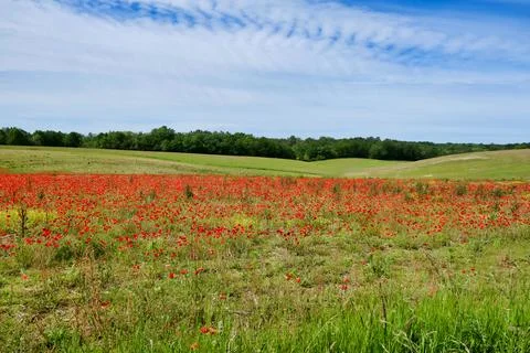Common Poppies . Foto stock