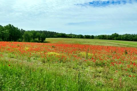 Common Poppies . Stock Photos