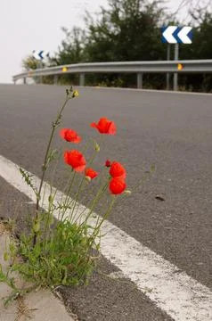 Common poppy in bloom. Stock Photos