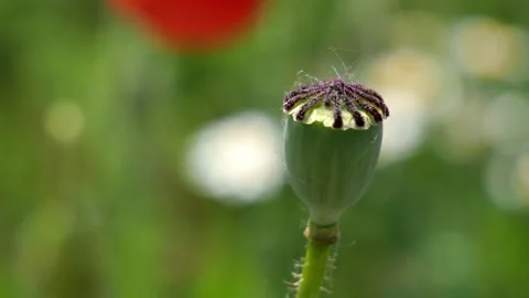 Common poppy opium capsule without flower in the wind in detail closeup Stock Footage 156548377