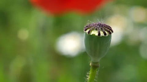 Common poppy opium capsule without flower on a field in the wind in detail 库存影片 156548490