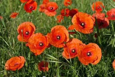 Common Poppy. Stock Photos