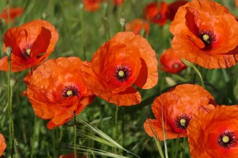 Common Poppy. Stock Photos