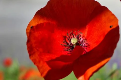 Common Poppy. Stock Photos
