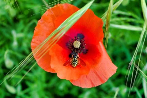 Common Poppy. Stock Photos