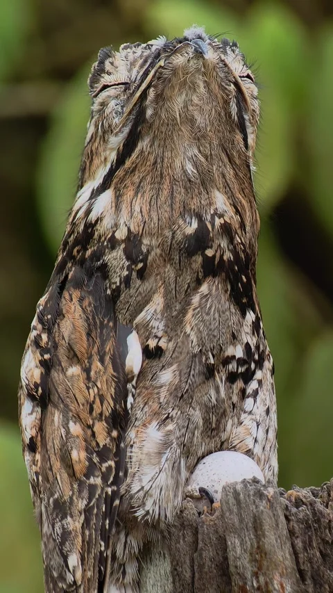 Common Potoo Nesting on Post with Egg Revealed Stock Footage 346549384