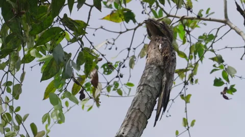 Common potoo perched on a dead branch Stock Footage 287951498