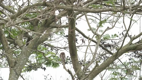 Common Potoo Preening and Sleeping on Tree Trunk Nyctibius griseus01040397 스톡 동영상 338298897
