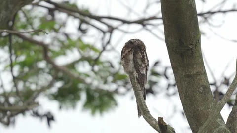 Common Potoo Preening and Sleeping on Tree Trunk Nyctibius griseus01013940 Stock-Footage 338299108