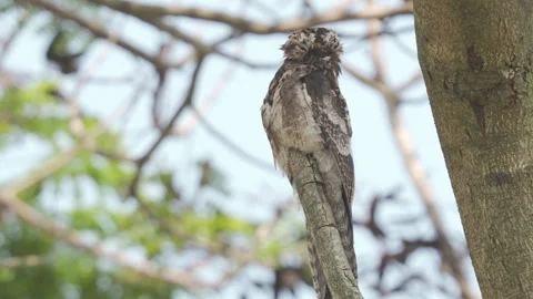 Common Potoo Preening and Sleeping on Tree Trunk Nyctibius griseus02103165 스톡 동영상 338299331