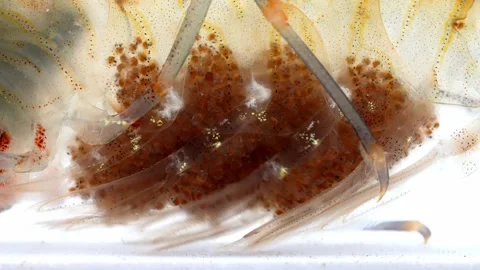 Common Prawn (Palaemon serratus) Eggs White Background Stock Footage 342858129