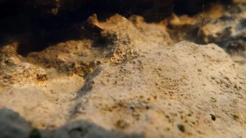 Common prawn (Palaemon serratus) Stock Footage 229875675