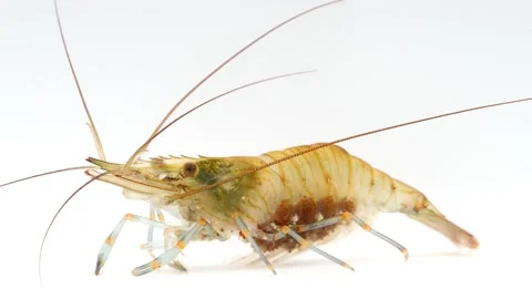 Common Prawn (Palaemon serratus) Full body White Background Stock Footage 342857517