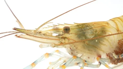 Common Prawn (Palaemon serratus) Head White Background Stock Footage 342857238