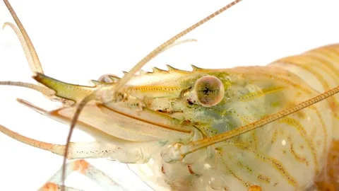Common Prawn (Palaemon serratus) Rostrum White Background Stock Footage 342942099
